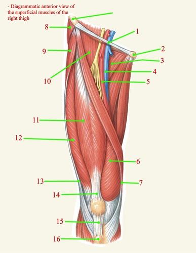 Extensors of the Knee Flashcards | Quizlet