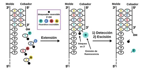 Experimento de secuenciación de nueva generación Labster