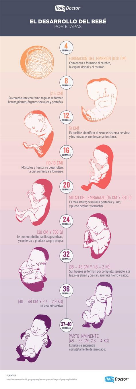 PALIGMED CONOCE PASO A PASO EL DESARROLLO DEL BEBÉ EN EL VIENTRE MATERNO