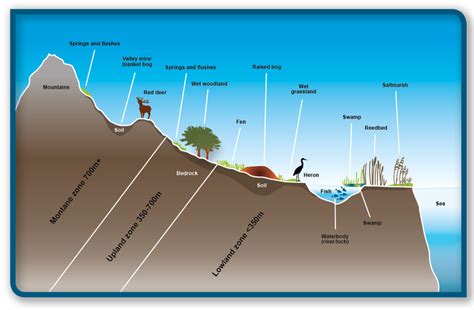 Wetlands Scotland S Environment Web