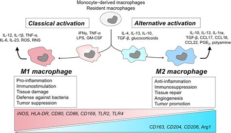 M1 And M2 Macrophages