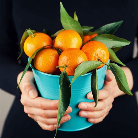 Mandarina Propiedades Beneficios Y Cómo Usarla En La Cocina