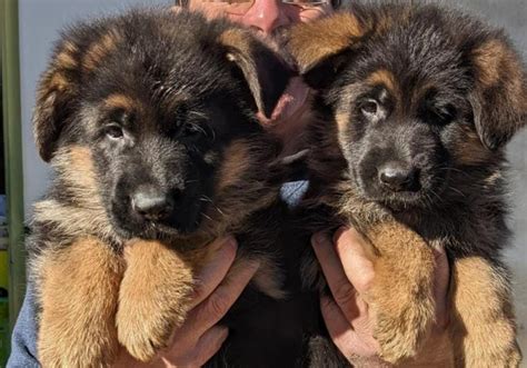 Cuccioli Pastore Tedesco Pelo Lungo Nero Focati Allevamento Del Monte