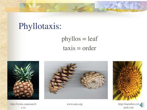 geometry  nature powerpoint    id