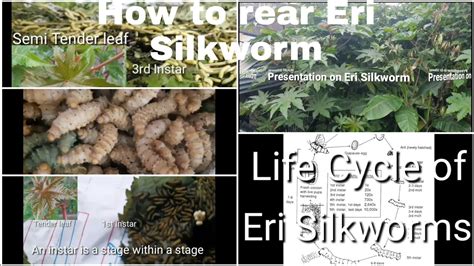 Tray Type Rearing Of Eri Silkworm Sericulture Life Cycle Of Eri YouTube