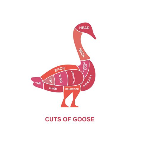 Vector Illustration Guide Meat Cuts Set Goose Butcher Poster Diagrams