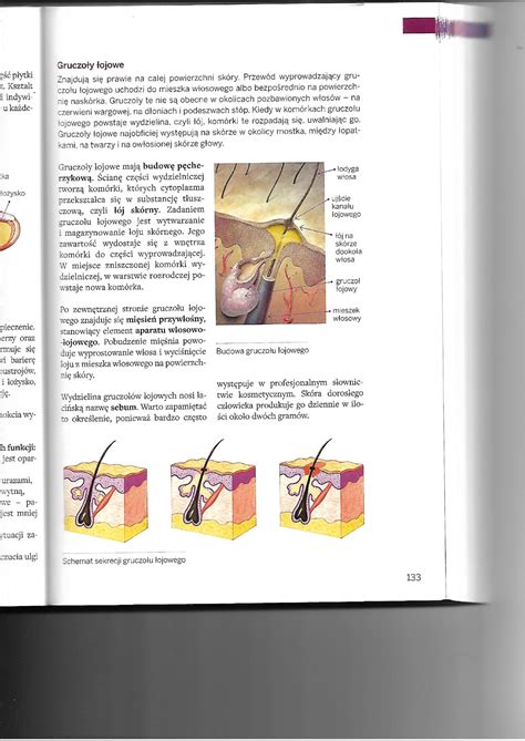 Gruczo Y Potowe Anatomia Kosmetologia Studocu