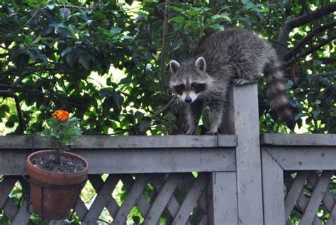 New York City Raccoon | Focusing on Wildlife