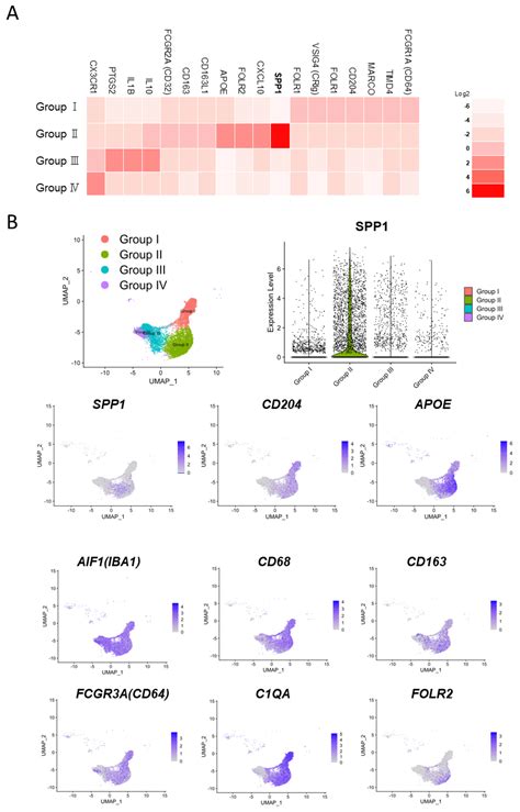 Cancers Free Full Text The Significance Of Spp In Lung Cancers And