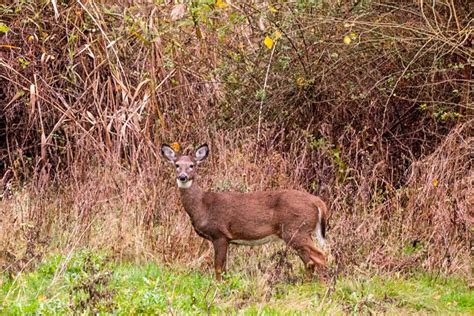 Scouting For Whitetail Deer Nssf Let S Go Hunting