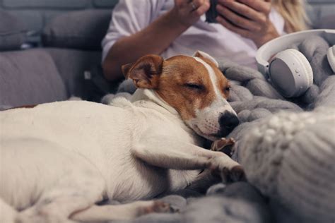 Das Sollten Sie Niemals Tun Wenn Ihr Hund Schl Ft