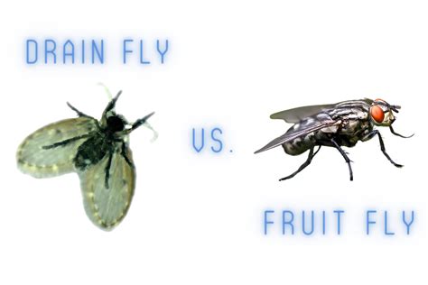 Drain Fly Vs Fruit Fly Are They Different Pestqueen