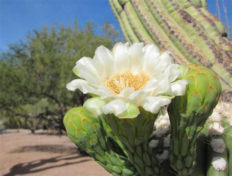 Saguaro Cactus Flowers