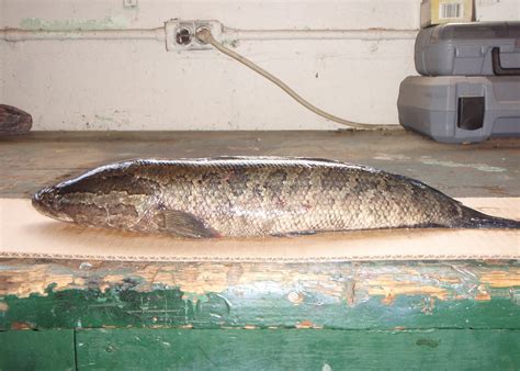 This Snakehead Fish Can Breathe And Move On Land Eating Everything In