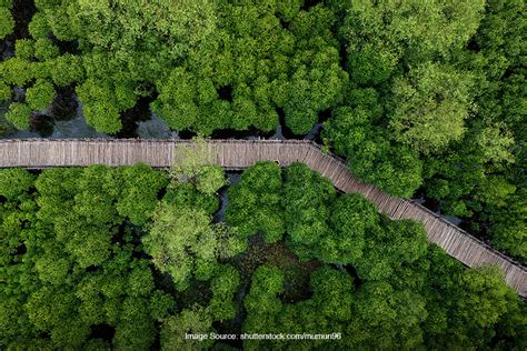 Serunya Liburan Di Ekowisata Mangrove Wonorejo Surabaya SUPERLIVE