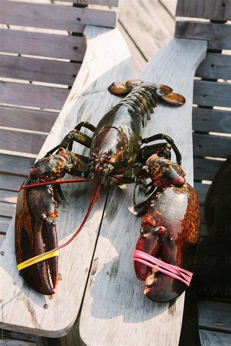 Lobster Claws On Very Large Maine Lobster By Stocksy Contributor