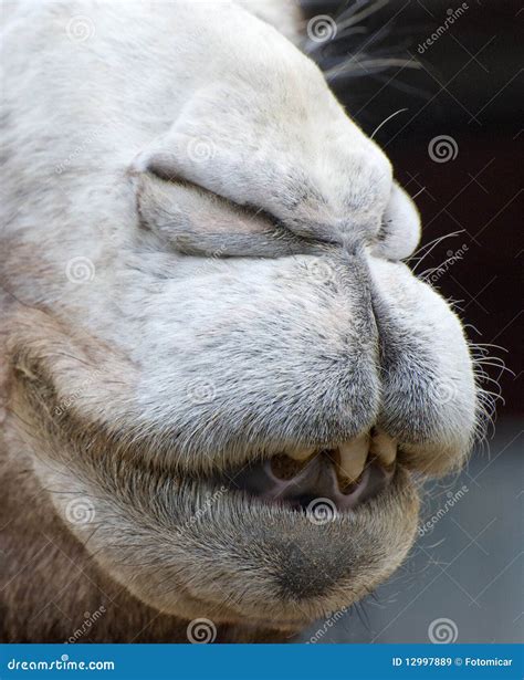 Closeup Of Camels Mouth Stock Image Image Of African 12997889