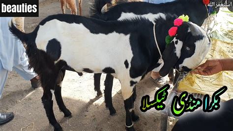 Bakra Mandi Taxila Latest Update Eid Ul Adha 2023 Bakra Eid 2023