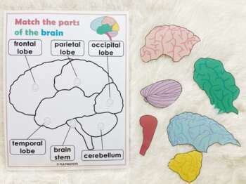 Brain Anatomy Matching Activity Parts Of The Human Brain Busy Book