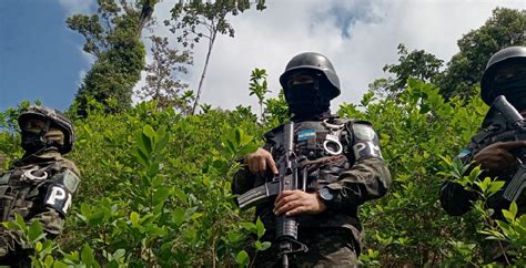 Ffaa Asegura Ocho Manzanas Cultivadas Con Arbustos De Coca En Olancho