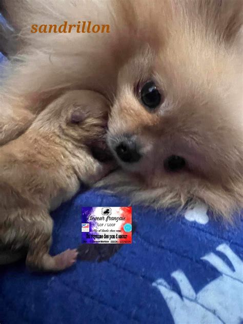 Sandrillon Porn