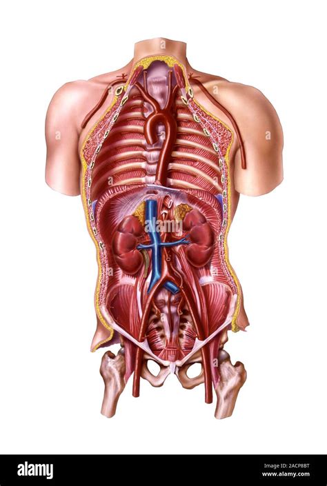 Human Blood Vessel Anatomy Cutaway Computer Artwork Showing The