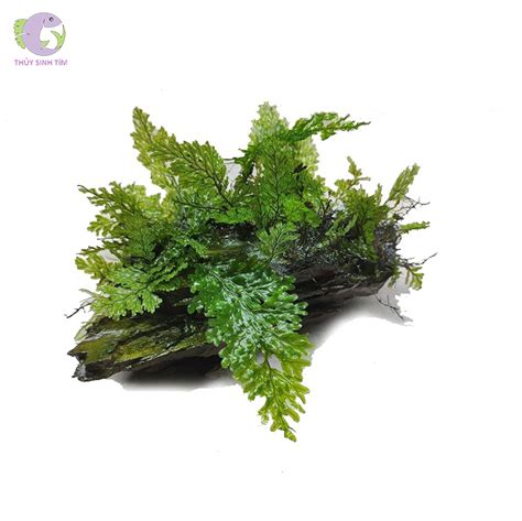 Các Loại Dương Xỉ Thủy Sinh Được Ưa Chuộng Nhất Ylang Aquarium