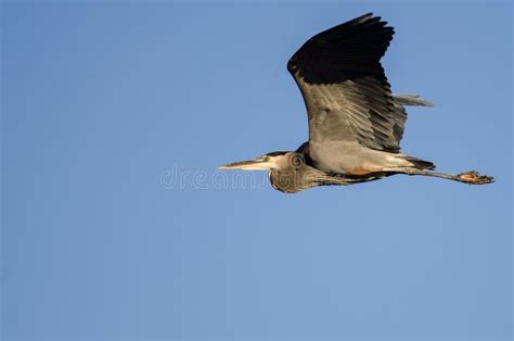 Vuelo De La Garza De Gran Azul En Un Cielo Azul Foto De Archivo