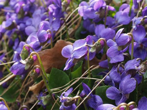 Free Images Nature Forest Blossom Flower Purple Bloom Botany