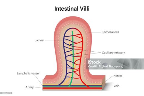 Ilustración De Sección Transversal De Vellosidades Intestinales