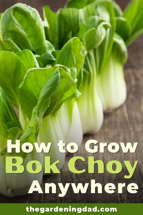 6 Quick Tips How To Grow Bok Choy Artofit