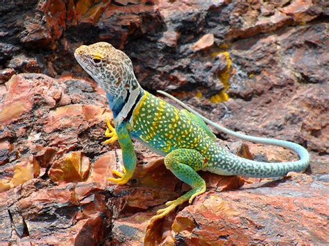 Bright Eastern Collared Lizard | Lizard, Animals, Desert lizards