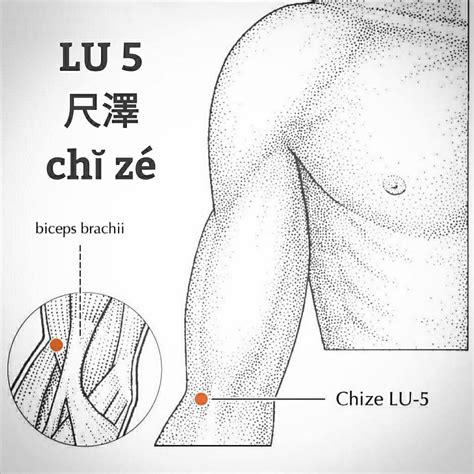 Locating Acupoint Lu 5 尺泽 Chi Ze Yinspiration