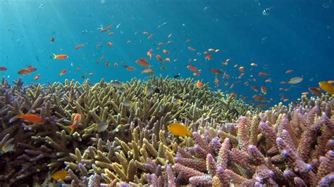 New Hybrid Coral Reefs Use Wave Energy To Transform Sea Salt To Stone