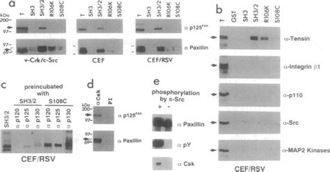 Identification Of The Tyrosine Phosphorylated Csk SH2 Binding Proteins