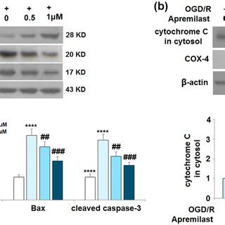 Apremilast Prevented Ogd R Induced Expression Of Glial Fibrillary