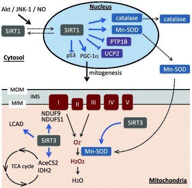 Diverse Roles Of SIRT1 And SIRT3 In Regulation Of ATP Production And