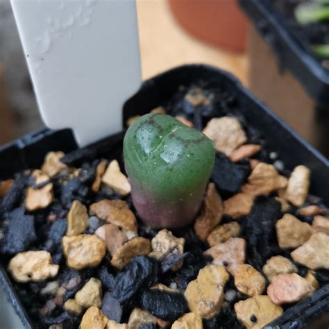 Conophytum Ficiforme Worcester Living Pebble Ficiforme Worcester In