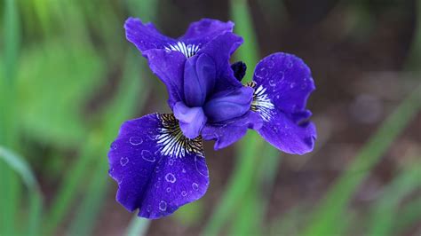 iris companions    garden blooming  season