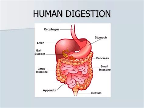 Ppt Human Digestion Powerpoint Presentation Free Download Id 416501