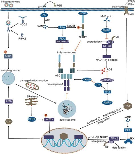 Signaling Pathways That Inhibit The Activation Of NLRP3 Inflammasome