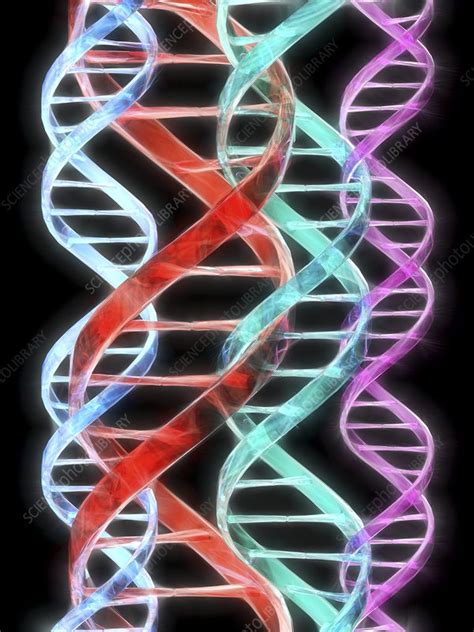 DNA Molecules Computer Artwork Stock Image G110 1165 Science