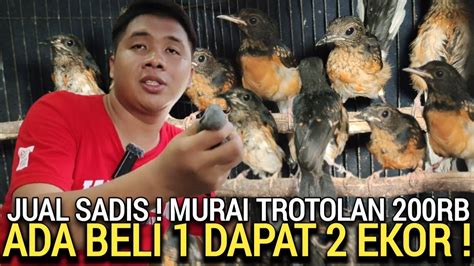 Bakal Gempar Murai Trotol Rb An Beli Burung Dapat Ekor Kios