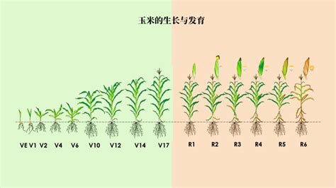 48 张 Ppt 高清图解玉米籽粒是如何发育的？详细描述