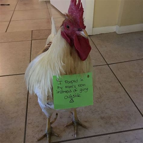 Funny Chicken Shaming Farm Life Beautiful Chickens Chicken Humor