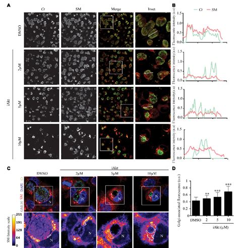 Figure From Akt As Signaling Pathway Inhibition Impairs Infection