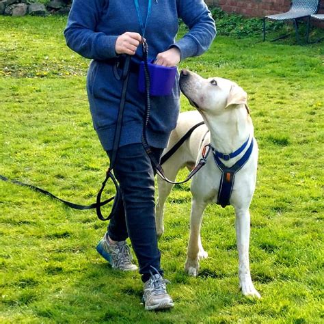 Dog Training Abergavenny, Usk, Pontypool, New Inn, Blaenavon, Cwmbran ...