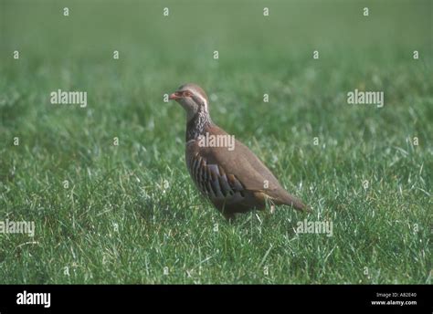 Red Legged Partridge Alectoris Rufa Stock Photo Alamy