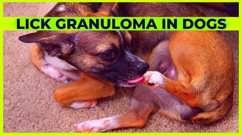 Lick Granuloma In Dogs Causes Signs And Treatment 2023 Youtube