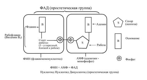 Строение ферментов